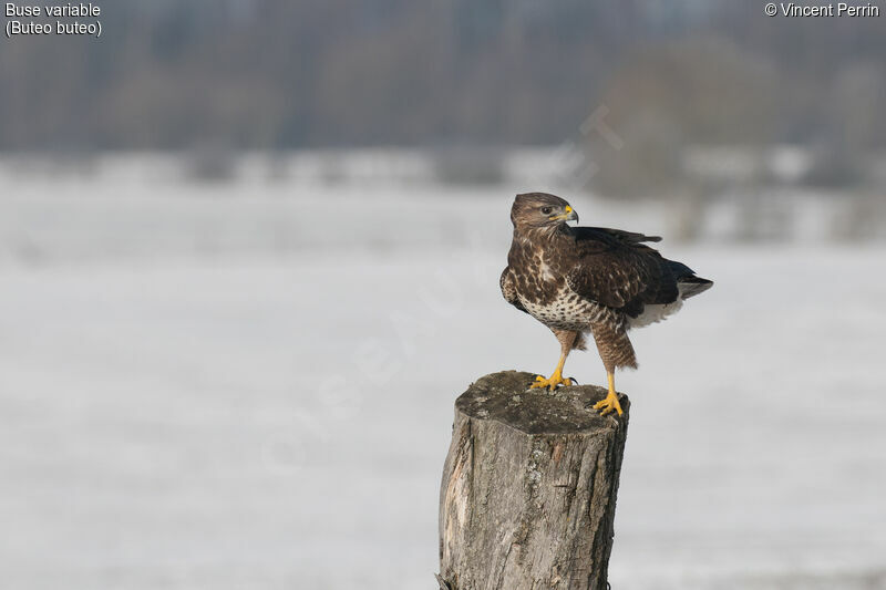 Buse variable