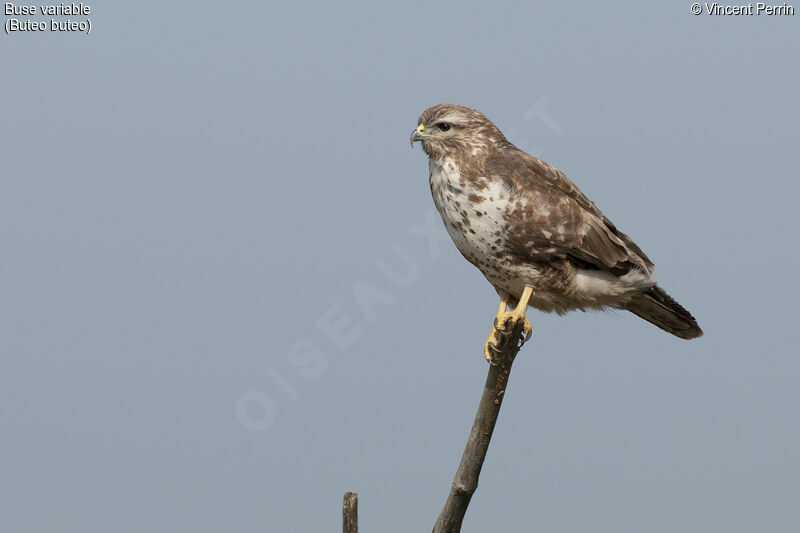 Buse variable