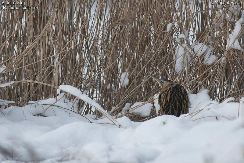 Eurasian Bittern