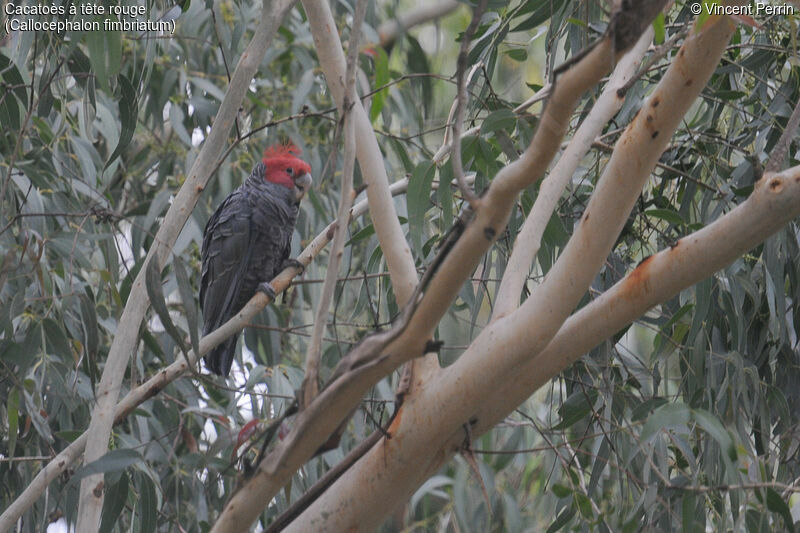 Cacatoès à tête rouge mâle adulte