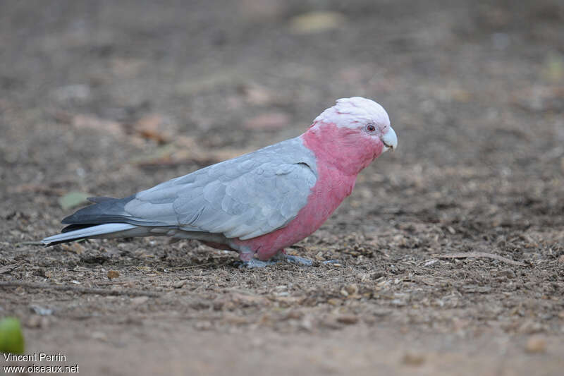 Galah male adult, identification