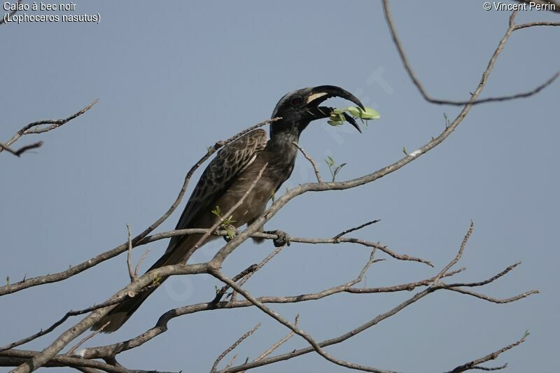 African Grey Hornbill