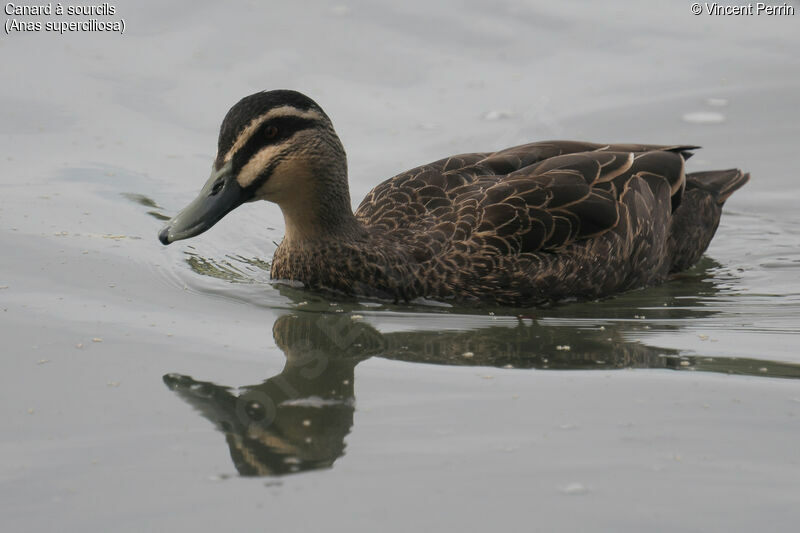 Canard à sourcils