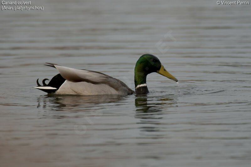 Canard colvert mâle adulte