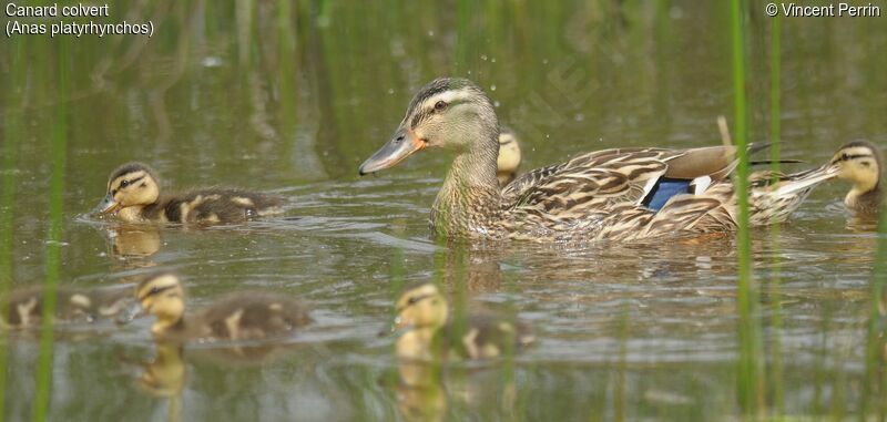 Mallard