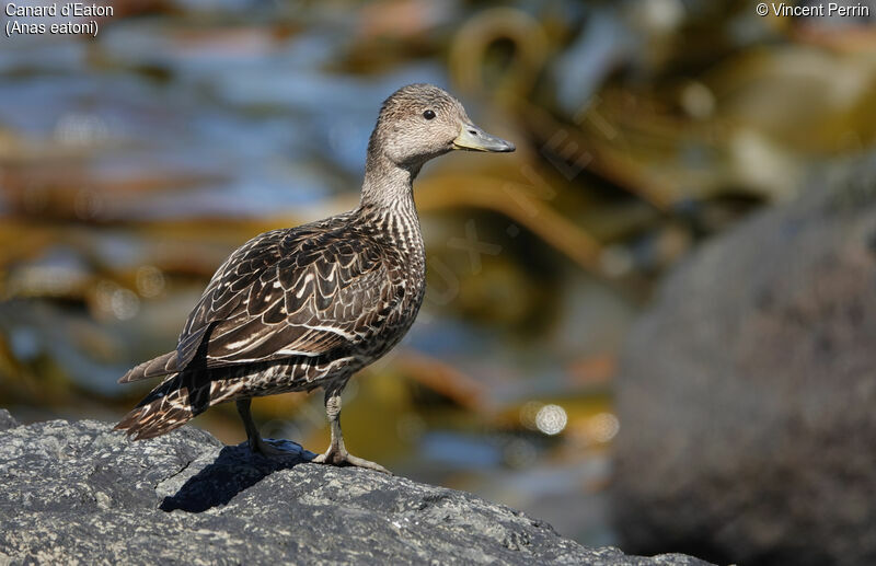 Canard d'Eaton femelle adulte