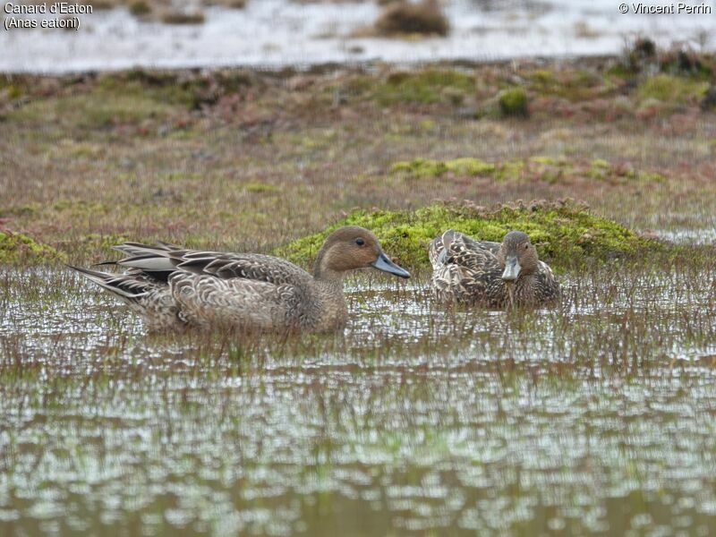 Eaton's Pintail