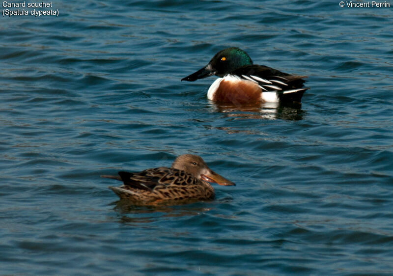 Canard souchetadulte