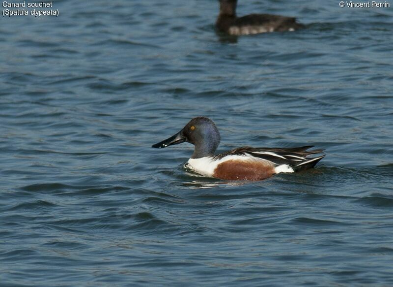 Northern Shoveler male adult