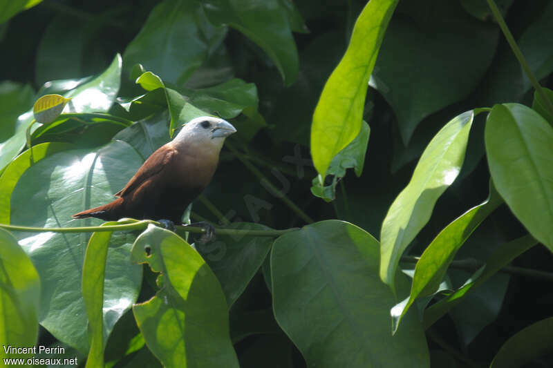 White-headed Muniaadult, Behaviour