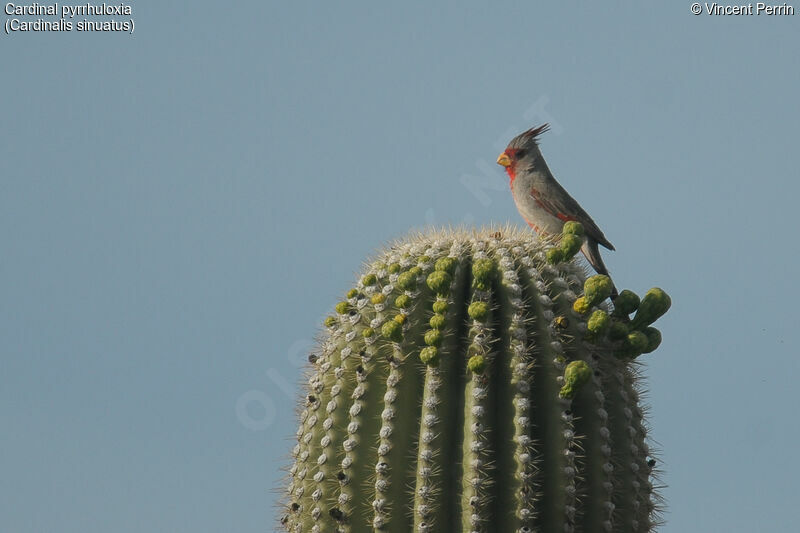 Cardinal pyrrhuloxia mâle adulte