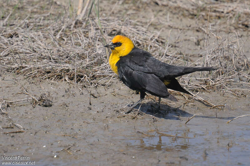 Carouge à tête jaune mâle adulte, identification