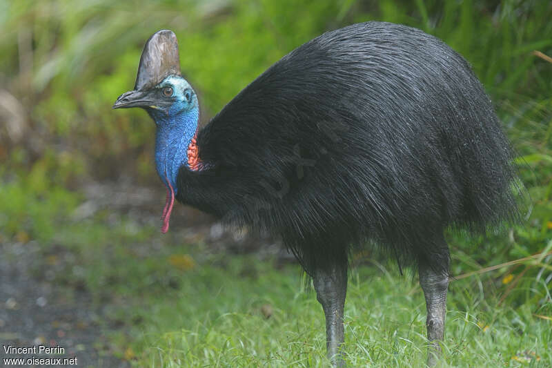 Casoar à casque mâle adulte, identification