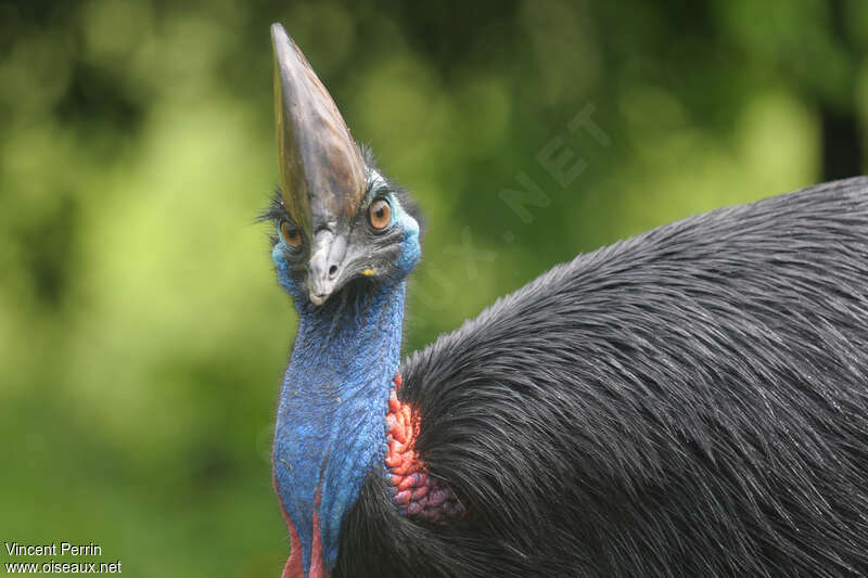 Casoar à casqueadulte, portrait