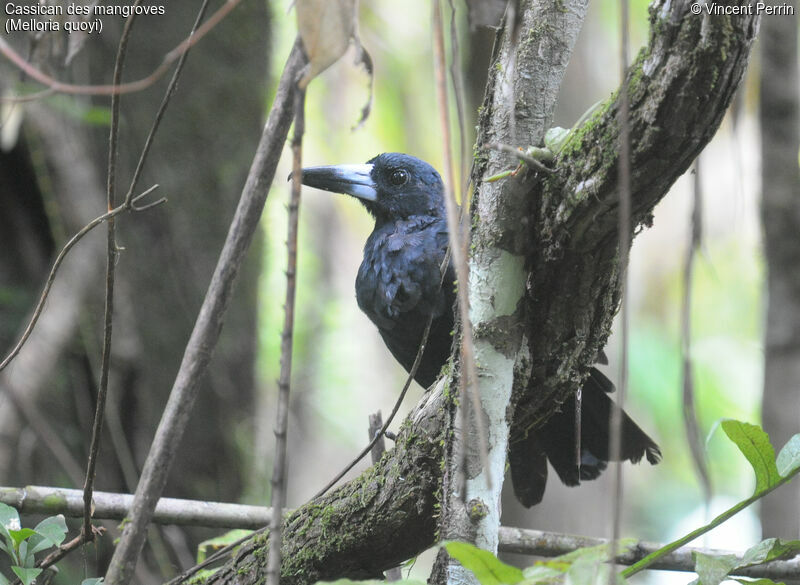 Black Butcherbird