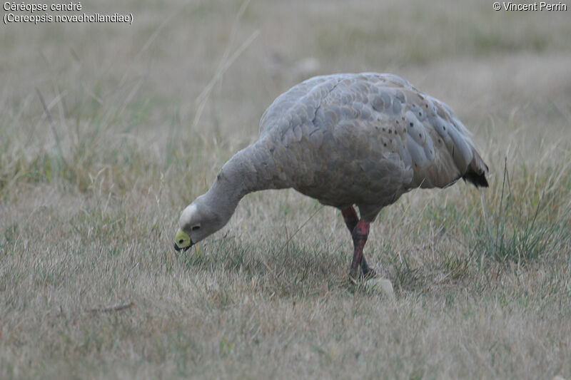 Cape Barren Goose