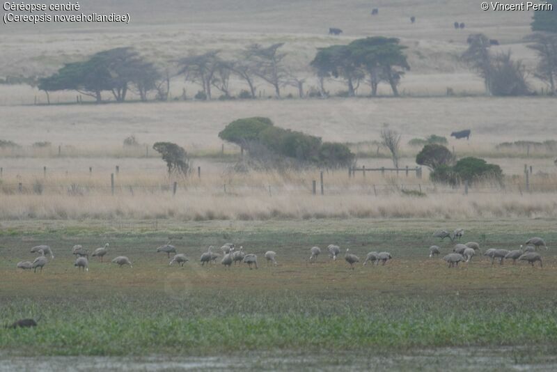 Cape Barren Goose