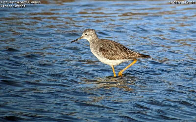 Lesser Yellowlegs