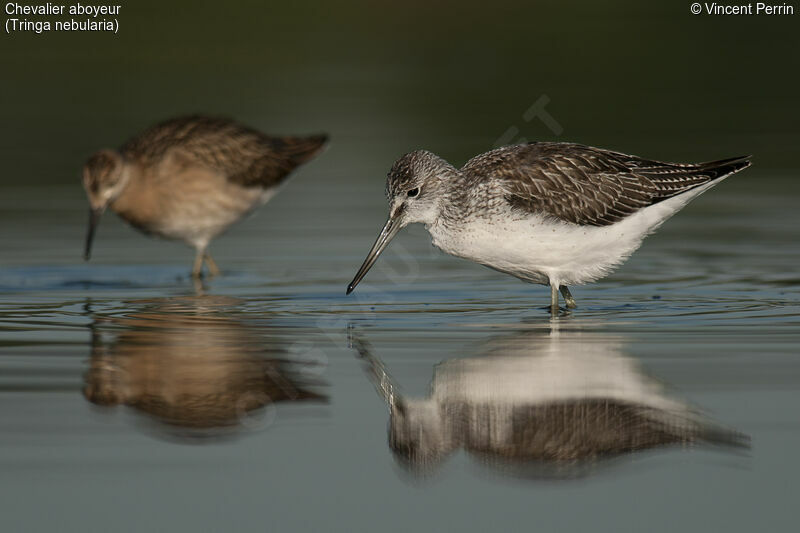 Common Greenshank