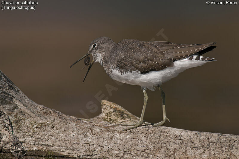 Green Sandpiper