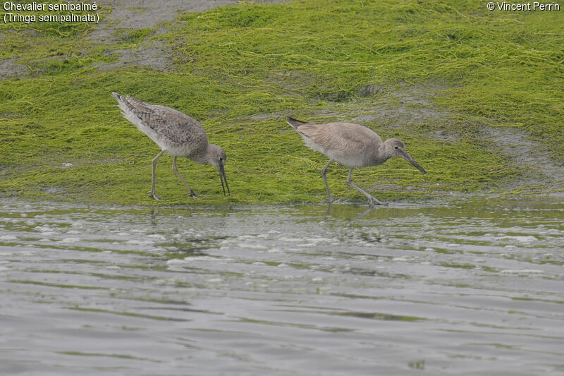 Willet