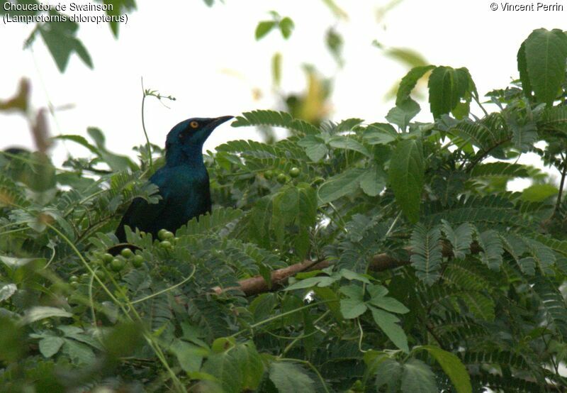 Lesser Blue-eared Starling