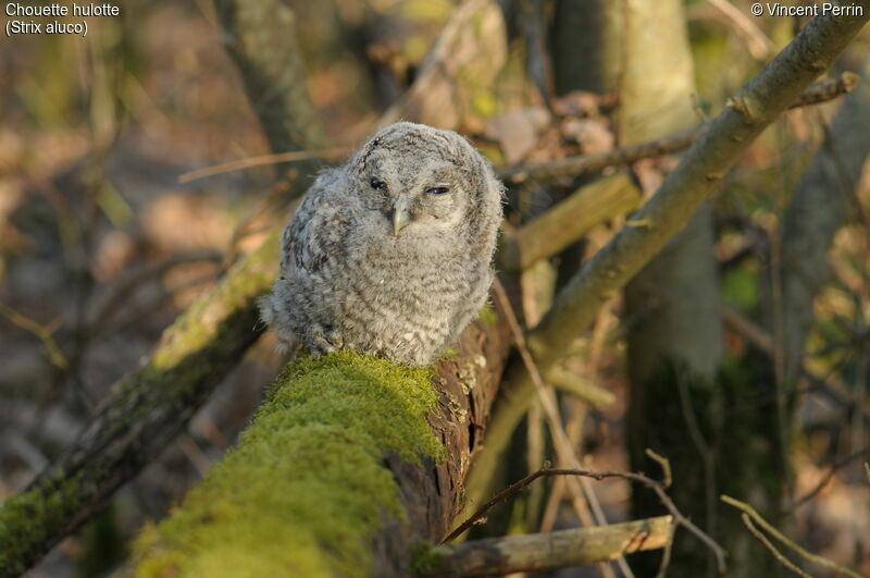 Tawny OwlPoussin