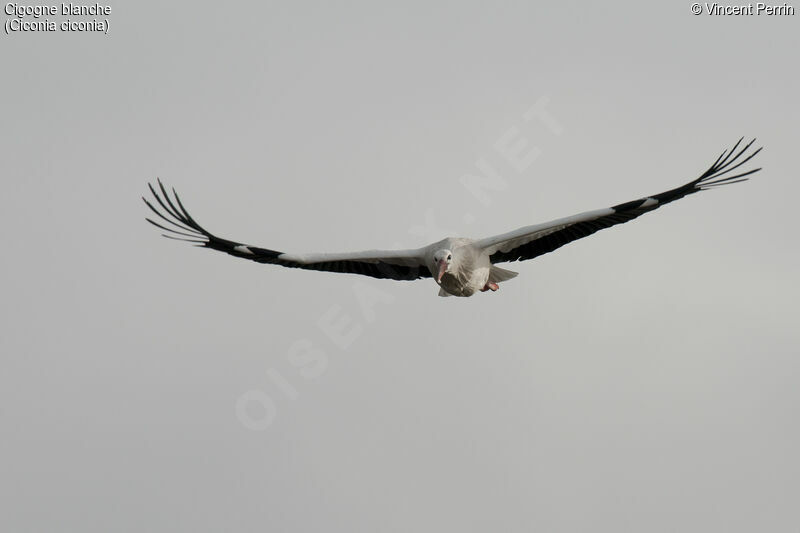 White Stork, Flight