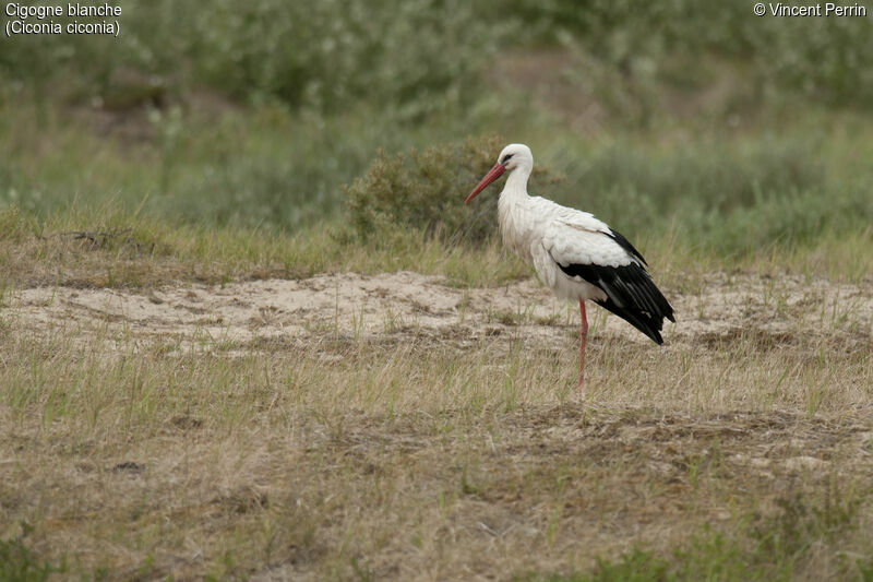 Cigogne blancheadulte