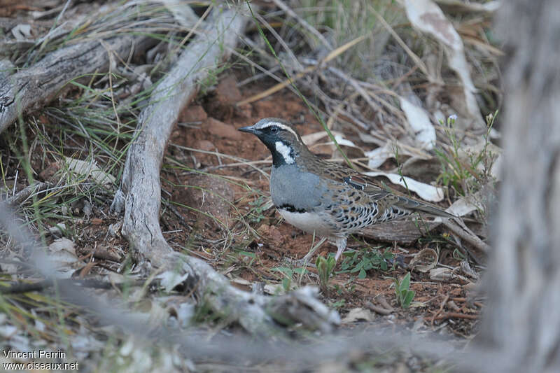 Spotted Quail-thrush male adult