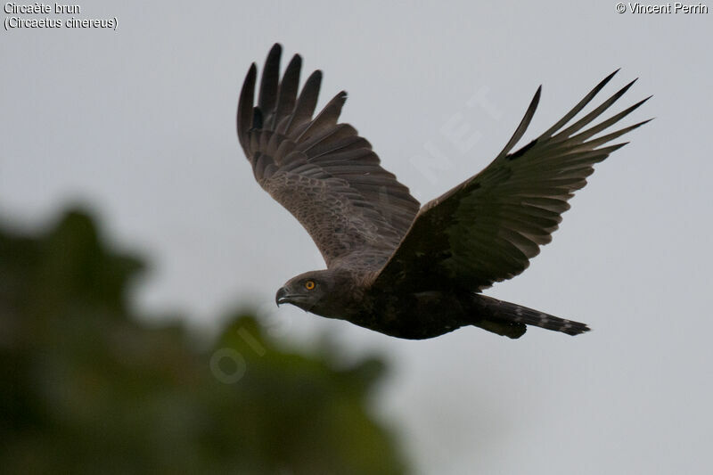 Brown Snake Eagleimmature, close-up portrait, Flight