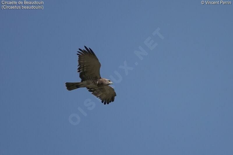 Beaudouin's Snake Eagle