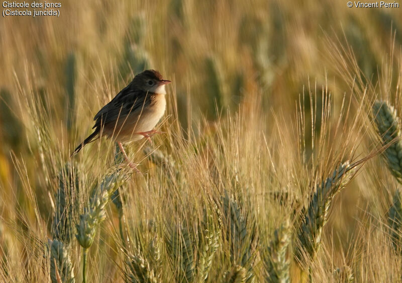 Zitting Cisticola male adult, close-up portrait, Reproduction-nesting