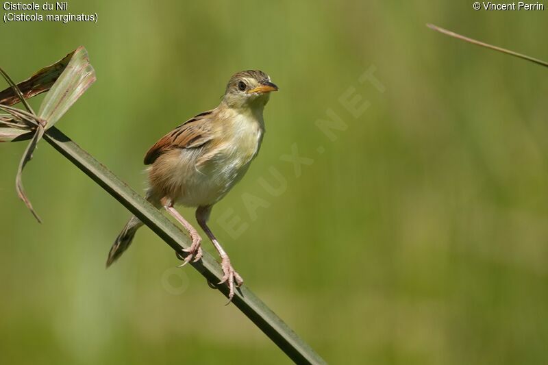 Winding Cisticola