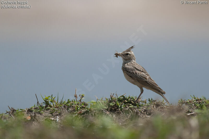 Crested Lark, Reproduction-nesting