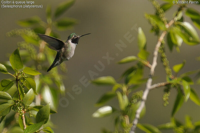 Colibri à queue large mâle adulte