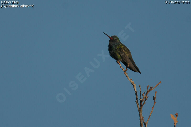 Colibri circé mâle adulte