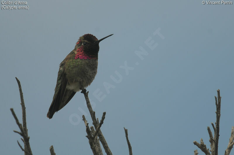 Colibri d'Anna mâle adulte