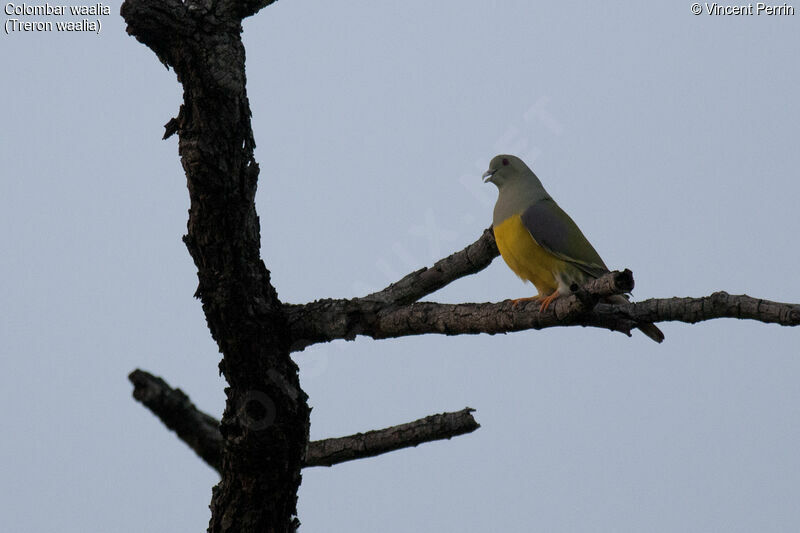 Bruce's Green Pigeon