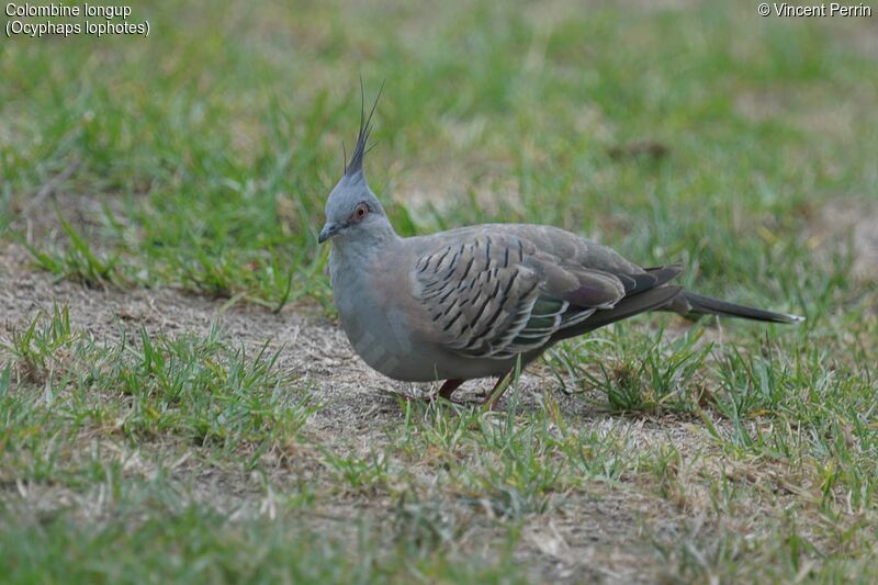 Colombine longupadulte