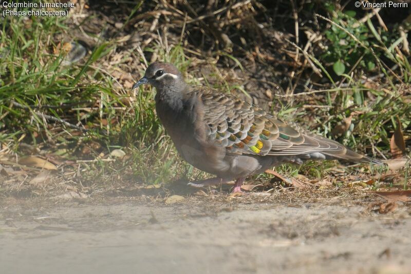 Common Bronzewing