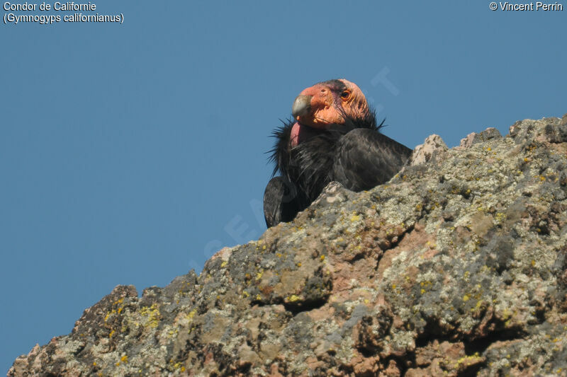 Condor de Californieadulte