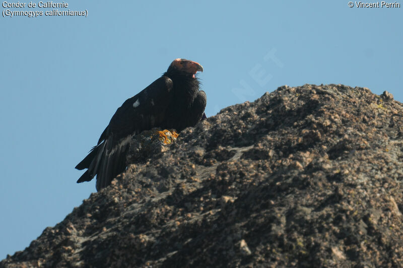 Condor de Californieadulte