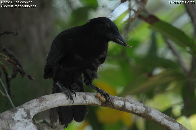 Corbeau calédonien