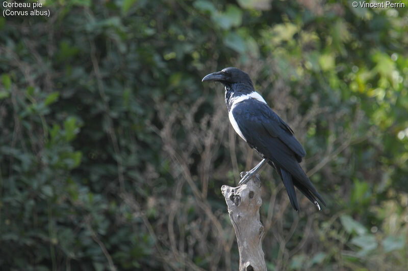 Pied Crowadult