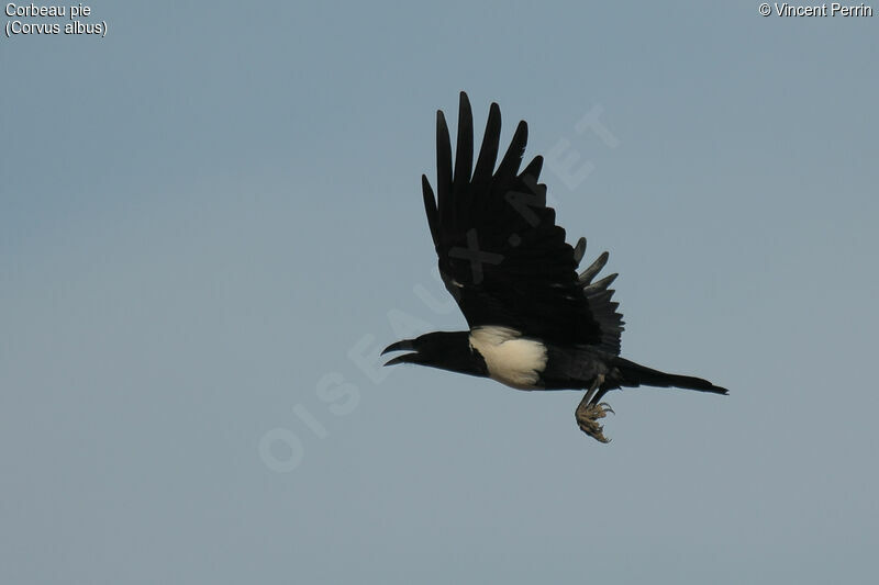 Pied Crow