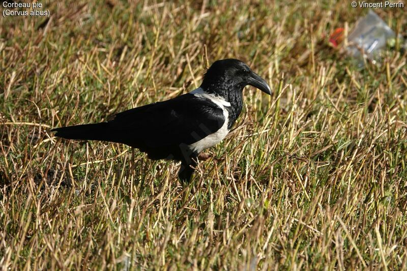 Pied Crow