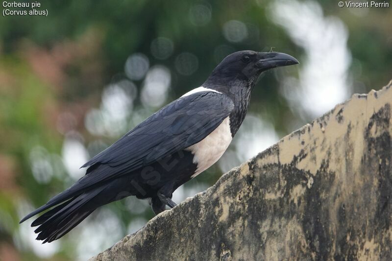 Pied Crow