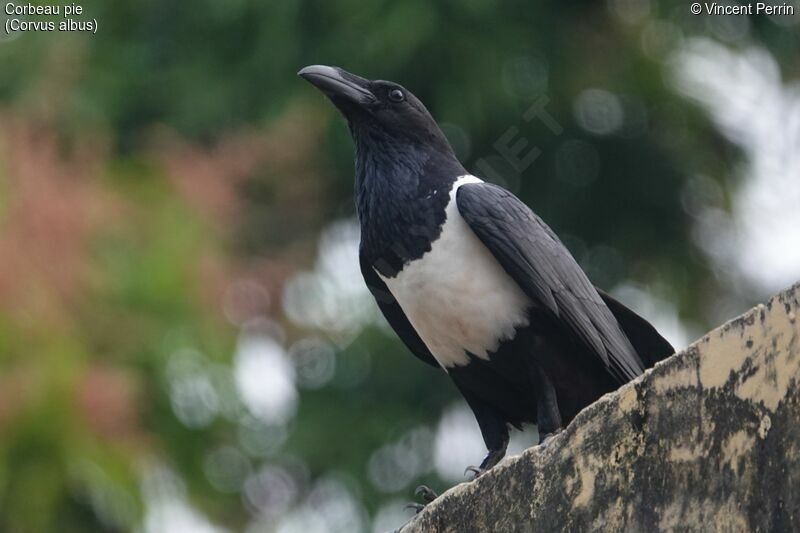 Pied Crow