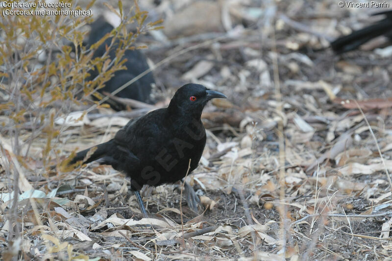 White-winged Choughadult